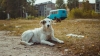 ¿Una nueva raza? Estudio asegura que los perros de Chernóbil son genéticamente diferentes