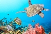 Océanos podrían recuperarse para 2050 reduciendo actividad humana
