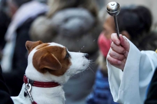 Este evento servirá para conmemorar el Día Mundial de los Animales