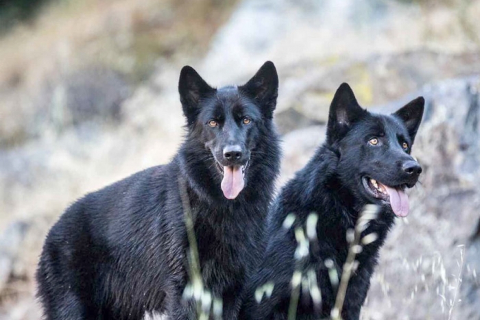 Calupoh, el perro lobo mexicano