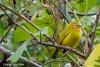 Dos nuevas aves han sido descubiertas en Indonesia