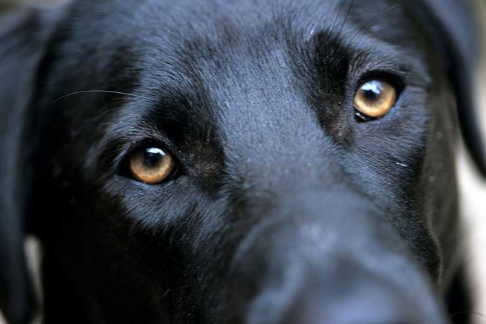 ¿Será? Afirman que los seres humanos influimos en el color de ojos de los perros