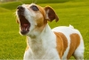 ¿Tu cachorro suele ladrar sin motivo? Esta podría ser la razón