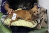 Inventos mexicanos rehabilitan a mascotas con alguna discapacidad