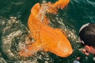 El reporte en cuestión detalla que se trata de un tiburón nodriza (Ginglymostoma cirratum)
