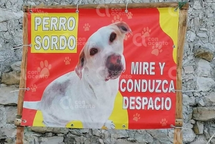 ¡Conduzca despacio!: Habitantes de Yucatán se unen para proteger a perrito sordo