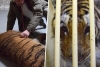 Rescatan a 9 tigres enjaulados en Polonia