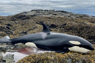 ¡Increíble! Así fue el heroico rescate de una orca atrapada entre rocas
