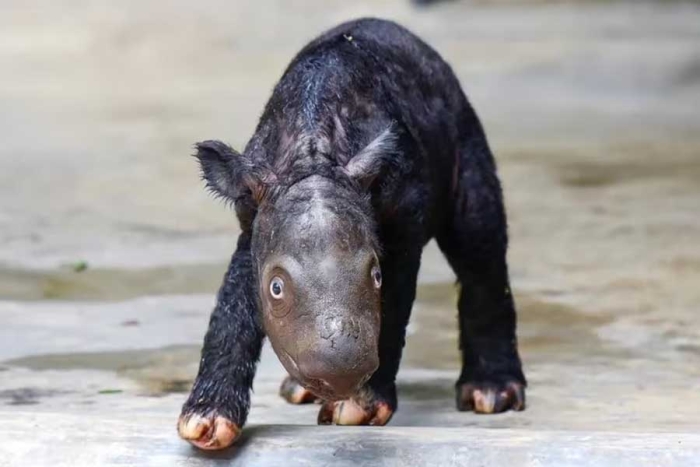 ¡Una más! Nace otra cría de rinoceronte de Sumatra, especie en peligro de extinción