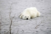 En busca de comida, oso polar viaja 800 km
