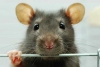 ¡Sorpresa! Alemania nombra a la rata como la mascota del año 2025