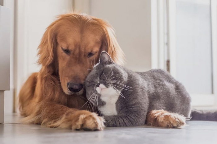 Veterinaria de la UAEM reanuda su programa de esterilización para perros y gatos