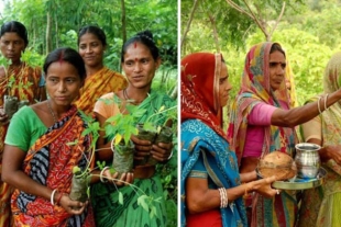 Celebran la vida sembrando vida en la India