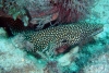 Identifican una nueva especie de anguila morena