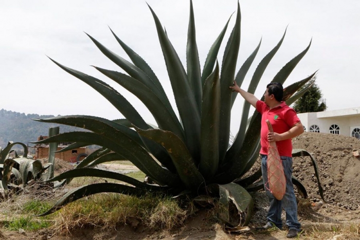 El maguey pulquero, ¿en peligro de extinción?