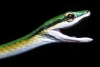 Elegante especie de serpiente con “bigote” es descubierta en Brasil