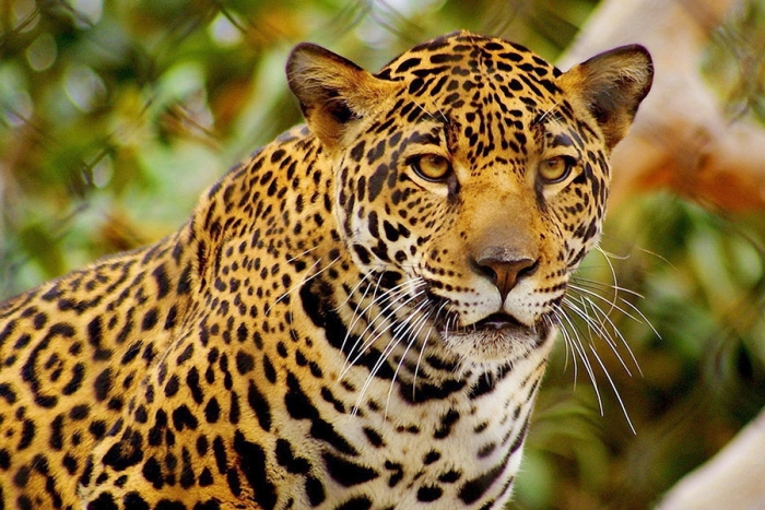 Documenta presencia de 8 jaguares en reserva de Tamaulipas