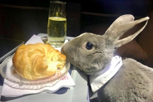 Un orejón y elegante pasajero que viajó en clase ejecutiva