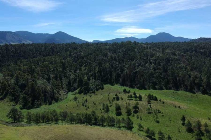 Masa forestal del Edoméx ha crecido 15 mil hectáreas en los últimos cinco años