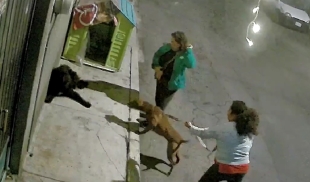 ¡INDIGNANTE! En Iztapalapa, mujeres ordenan a su pitbull atacar a perros callejeros