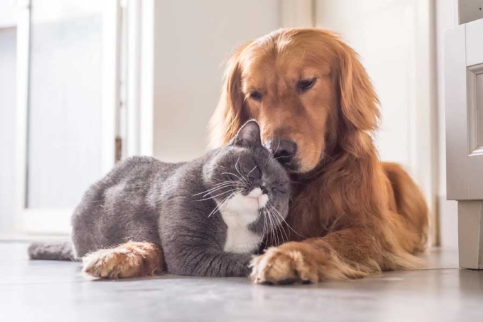 Feng Shui y mascotas: ¿qué pasa con la energía cuando tenemos animales en casa?