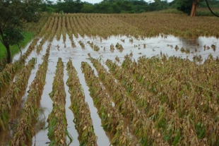 Lluvias podrían dejar más de 20 mil hectáreas afectadas en Edomex