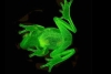 ¡Increíble! científicos logran regenerar las patas amputadas de una rana