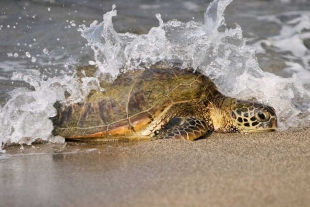 Cientos de tortugas marinas están varadas en una playa de Texas y autoridades desconocen la razón