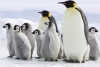 Científicos aseguran que el pingüino emperador ya está adaptado al calentamiento global
