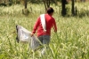 Fertilizantes químicos por orina: la nueva propuesta para reducir la contaminación