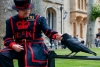 ¿Por qué seis cuervos custodian la Torre de Londres?