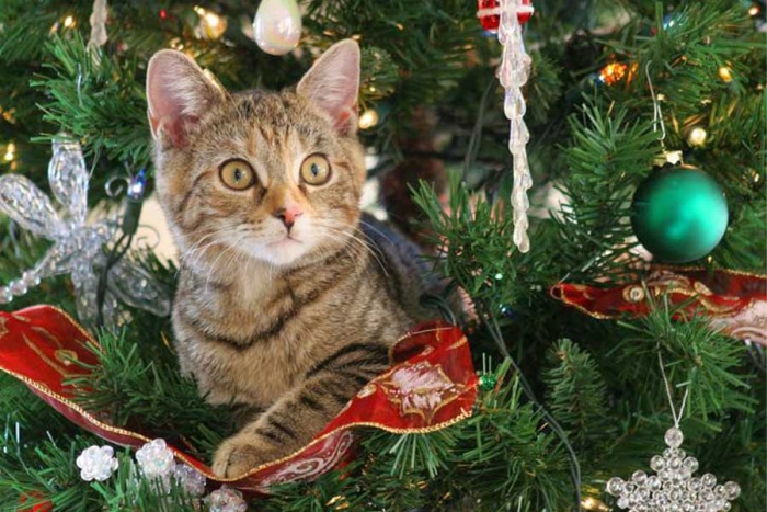 Gatos vs árboles de navidad: checa estos consejos para evitar un accidente