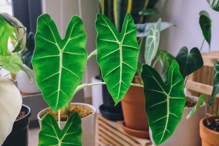 Tres plantas perfectas para armar un rincón tropical en tu casa