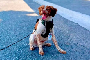 El binomio canino realiza una inspección física de la zona