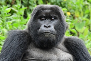 Revelan que gorilas africanos adaptaron su dieta por la crisis climática