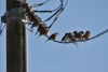 ¿Por qué no se electrocutan los pájaros en los cables?