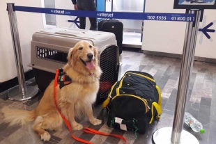 Viajar con mascotas: esto debes hacer si una aerolínea pierde a tu perro o gato