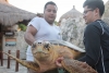 Tortugas marinas son liberadas en Xcaret