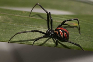 ¡Conócela! En la Paz, investigadores descubren una nueva especie de araña viuda negra
