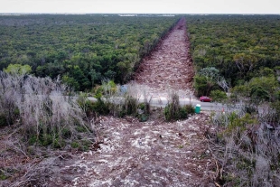 Juez otorga suspensión definitiva del trabajo de tala en tramo 5 del Tren Maya