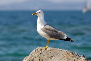 La peculiar dieta de las gaviotas por falta de turistas