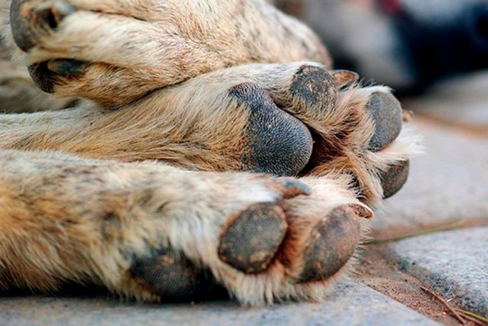 No hay cultura de la denuncia por maltrato animal