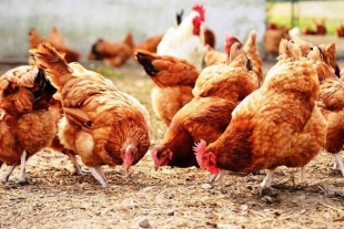 Ecuador declara emergencia zoosanitaria por brote de influenza aviar
