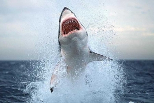 Los tiburones de la costa del Golfo de México poco a poco van identificando que el ruido de los motores