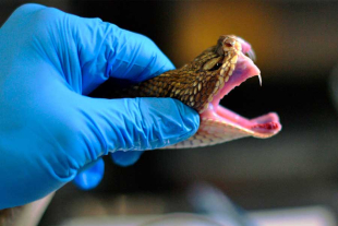 Se explicó que el antiveneno en cuestión supera a los productos existentes derivados de suero animal