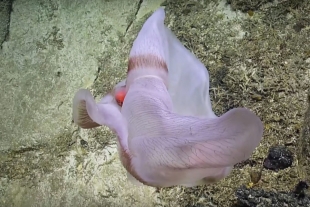 La increíble transformación de una medusa Deepstaria