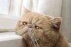 Gatos: ¿cuánto tiempo tardan en olvidar a sus dueños?