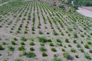 Tsunami verde: 10 mil millones de árboles restaurarán los bosques de Pakistán