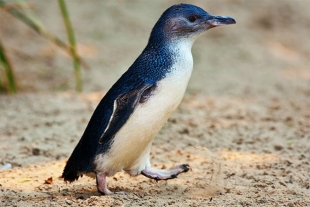 Pingüinos de Hadas, los más pequeños en su especie