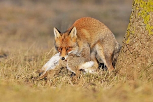 Zorros y gatos, culpables de acabar con especies endémicas en Australia